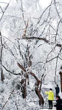 北京初雪刷屏南京紫金山霧淞已在路上!東北平替絕美暴擊