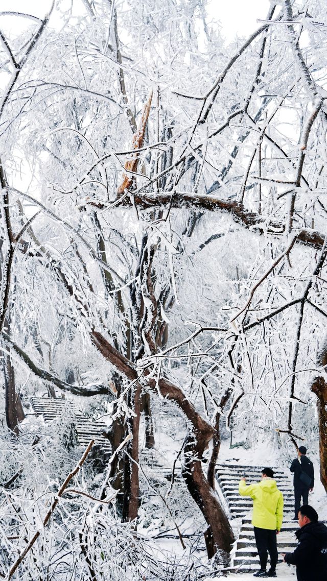 北京初雪刷屏南京紫金山霧淞已在路上!東北平替絕美暴擊 北京初雪刷屏南京紫金山霧淞已在路上!東北平替絕美暴擊