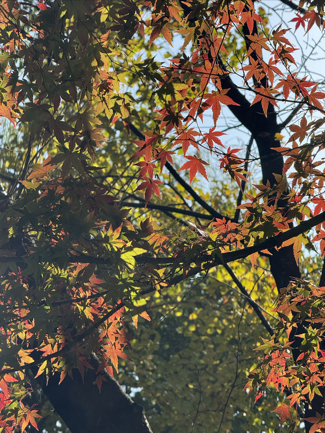 一座公園愛上一座城|我見到駱賓王詩裡的鵝 一座公園愛上一座城|我見到駱賓王詩裡的鵝