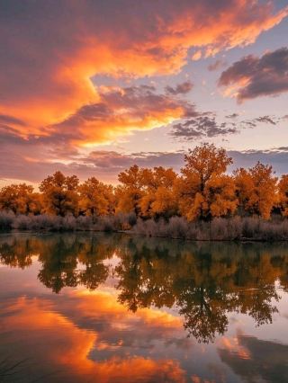 🍂พันปีแห่งชีวิตที่ไม่ตาย! ภาพที่ถ่ายทอดตรงไปยังขอบทะเลทรายทาคลามากันในซินเจียง พบกับป่าต้นป็อปลาร์สีทองอร่ามที่สุดของจีนในแอ่งทาริม บันทึกบทเพลงสุดท้ายแห่งชีวิต🏜️