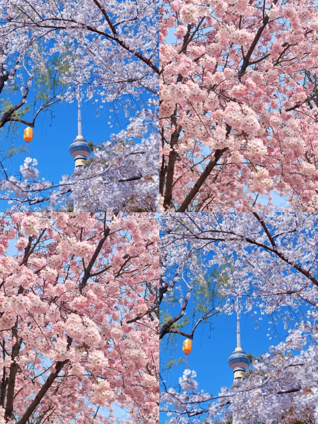 Spring Flower Viewing in Beijing: Four Stunning Spots That Will Move You to Tears