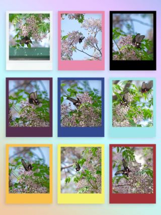 Butterflies Falling in Love with Flowers Season