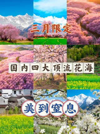 3월 최고의 꽃바다 천장! 국내 이 4곳, 숨이 멎을 정도로 아름다워 놓치면 1년을 기다려야 해요!