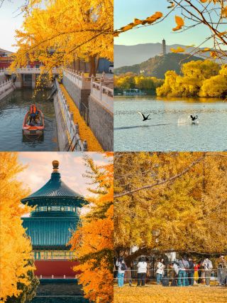 베이징 9-10월에 꼭 가야 할 가을 명소 5곳|현지인이 아끼는 체크리스트