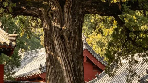 Must-see Arhat statues at Fulai Mountain — traveler post in Rizhao