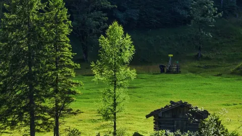 A lake deep in the mountains of Southern Germany, where fish and wild ducks are everywhere. — traveler post in Schwangau