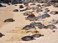【ハワイ・マウイ島】ホヌ祭り！？🐢🐢