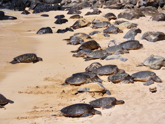 【ハワイ・マウイ島】ホヌ祭り！？🐢🐢