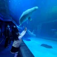 🦈🐠롯데월드몰 아쿠아리움에서 물고기 먹이주기🐬🐳