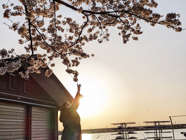 It’s Almost Sakura Season in Japan 🌸