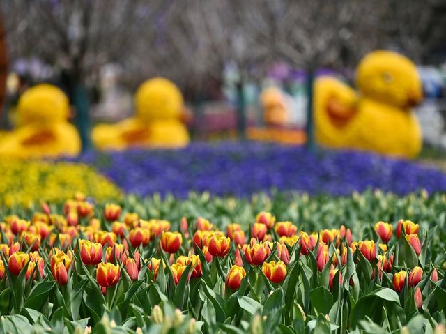 香港花卉展覽明日維多利亞公園揭幕