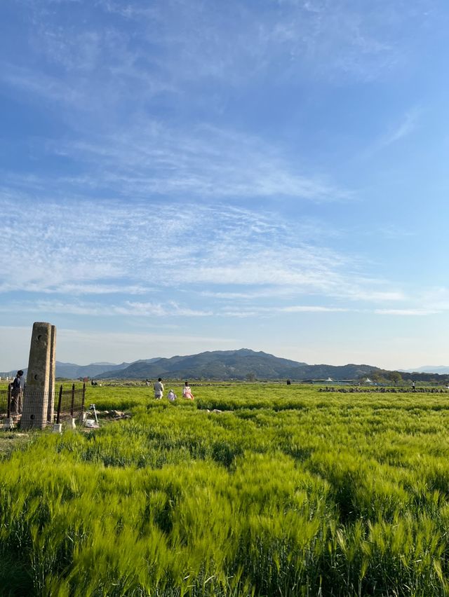 4월 경주가면 만날 수 있는 💚분황사 청보리밭💚