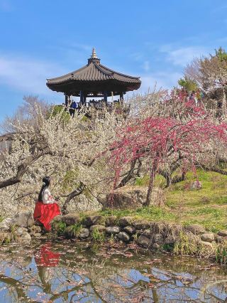 Gwangyang Plum Blossom Festival, announcing the beginning of spring🌸