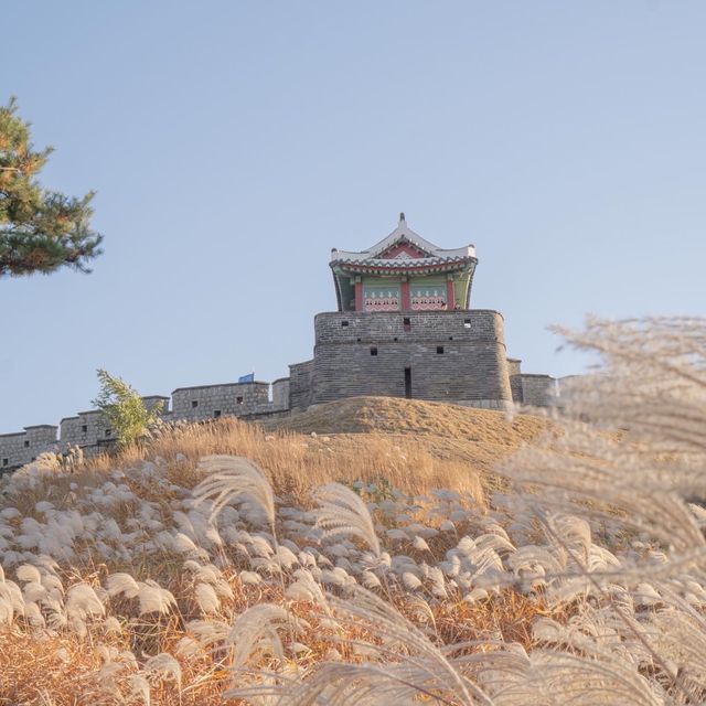 수원 방화수류정 근처에 있는 억새포토존 🌾✨