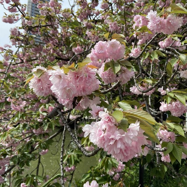 東京賞櫻熱點 - 上野公園