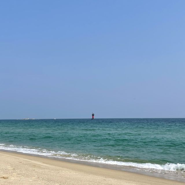 서퍼들이 좋아하는 파도가 몰려온다! 강릉해수욕장🏖️
