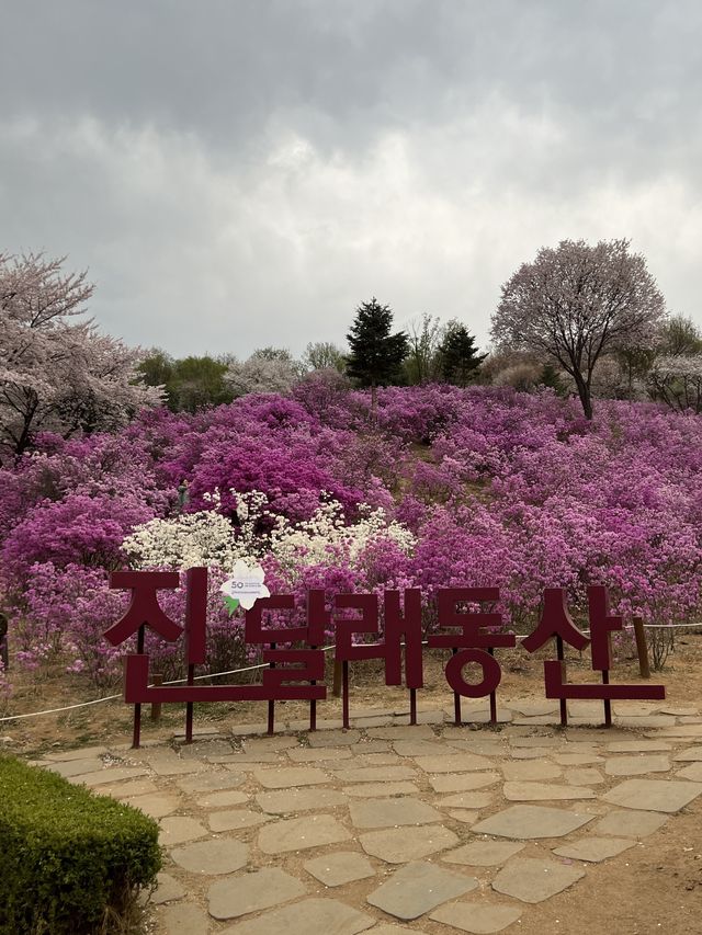 부천 진달래 하면 바로 이 곳! 진달래 축제가 열리는 곳!🌸 [부천_진달래동산]
