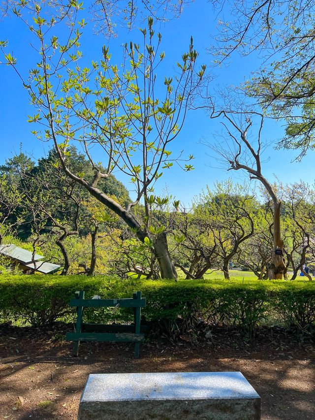 도쿄 도심속 오아시스 신주쿠교엔🌳💚