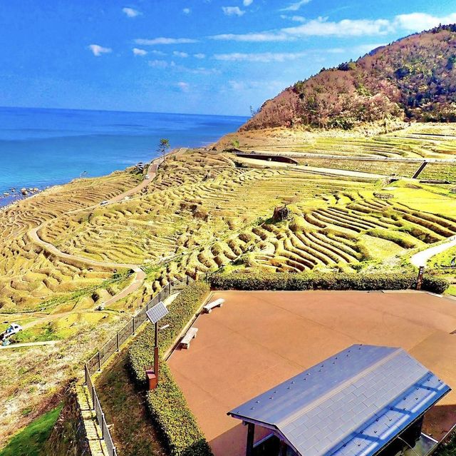 白米千枚田
