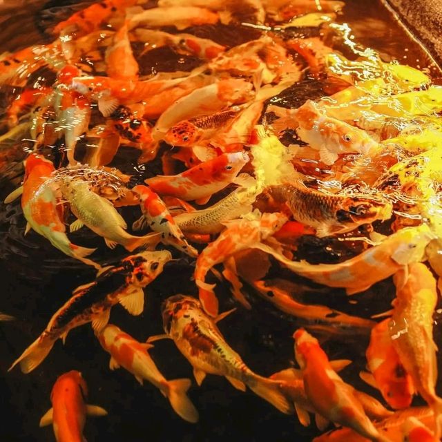 胡志明的錦鯉咖啡店- Koi Garden Coffee Dai Gioi