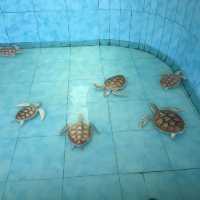 Sea Turtle Conservation Songkhla