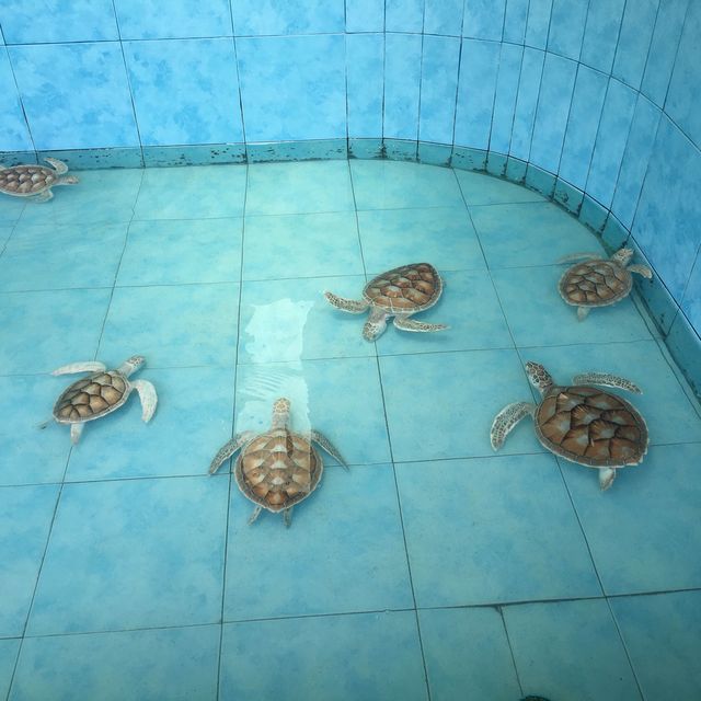 Sea Turtle Conservation Songkhla