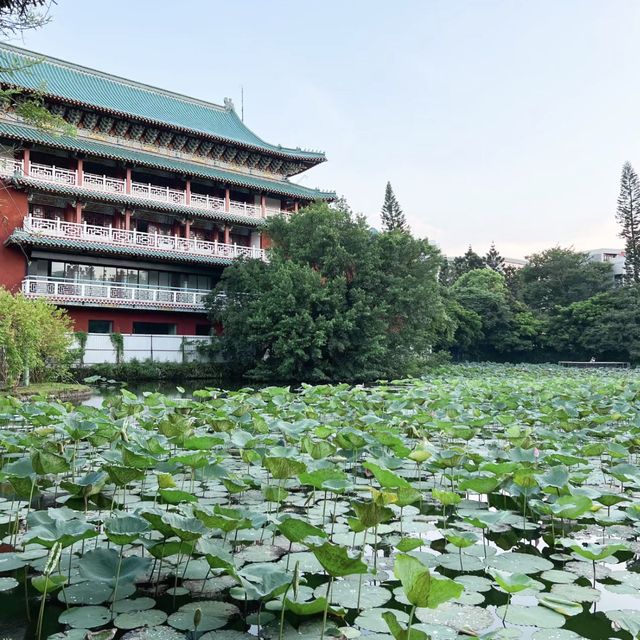 迷失在綠意中🌿🌺 台北植物園