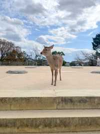 특별한 일본여행을 즐길 수 있는 사슴공원🦌
