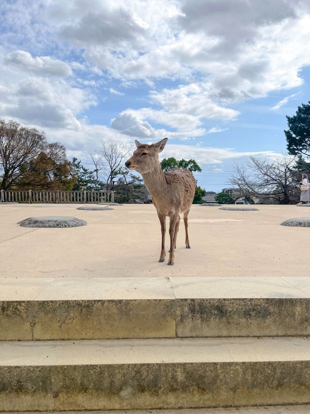특별한 일본여행을 즐길 수 있는 사슴공원🦌
