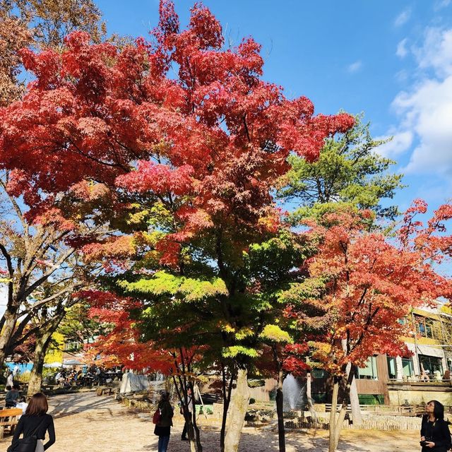 Beautiful Autumn in Nami Island 🍁