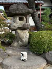 Visit the cat temple for good luck