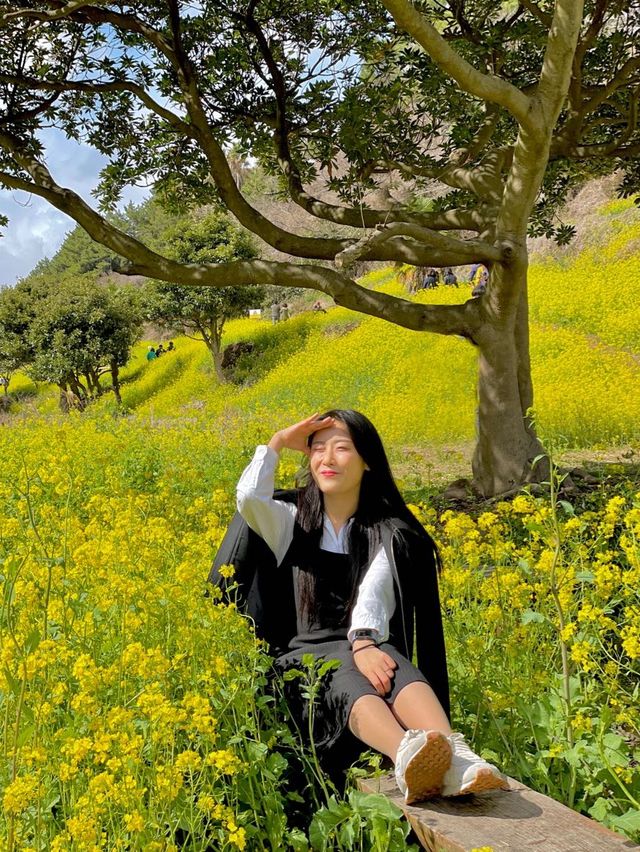 슬슬 들려오는 제주유채꽃 만개 소식🌼 직접 다녀온 제주유채꽃 스팟 공유💛