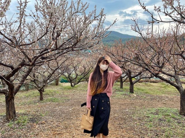 부산 매화꽃가득 기장 매화원 🌸