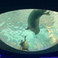 海遊館　「北極圏」来場者を覗きにくるワモンアザラシ