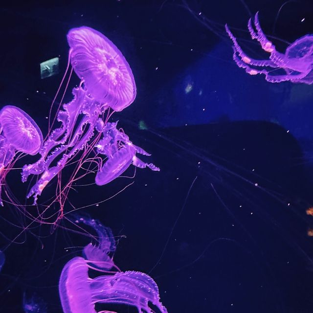 隱藏在水族館裏的西餐廳 🐠 