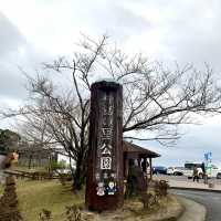 高處欣賞鹿兒島美景、挑戰長長滑板車道