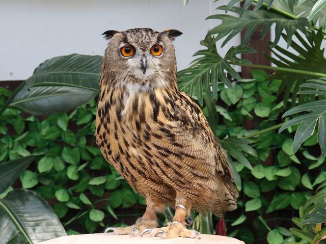 【静岡】鳥たちが飛び回る温室！掛川花鳥園をご紹介