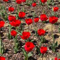 부산 도심에서 즐기는 알록달록 튤립 🌷