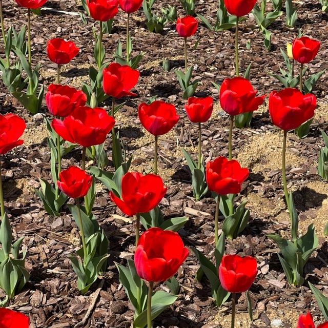 부산 도심에서 즐기는 알록달록 튤립 🌷