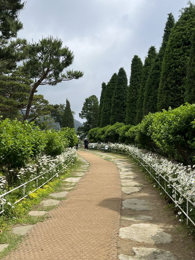 강화에 가면 꼭 들려야하는 🍳🌼 샤스타데이지꽃이 만발한 ‘마호가니’ 