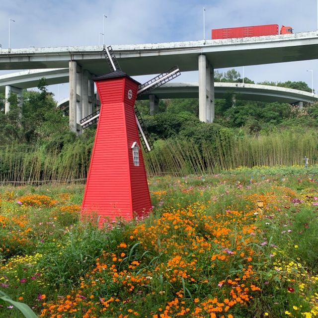 古鎮夜遊後來個花谷晨運🏃‍♀️🌻🏃‍♀️
