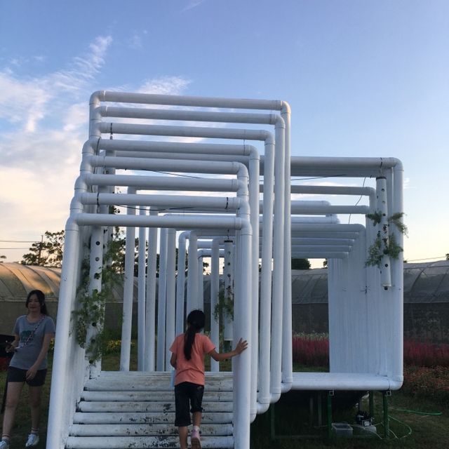 桃園新屋蓮花🪷季
