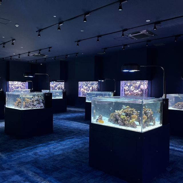 【沖縄】空間演出がすごい💕DMMかりゆし水族館