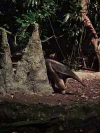 《新加坡》全世界第一間夜間動物園 近距離觀賞夜行性動物-夜間動物園Night Safari