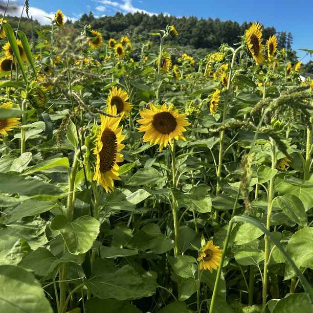 Sightseeing in sakiwai field