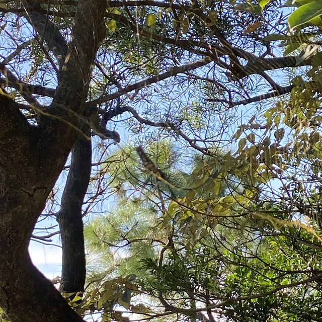 香港🇭🇰｜ 南山登大東山爛頭營 越過芒草山丘🌾 - 鳳凰徑2段 