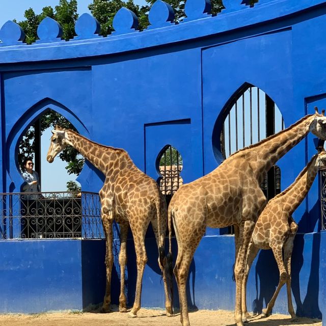 camel republic สวนสัตว์สุดสนุก สไตล์โมร็อกโก