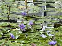 Lotus Pond in Singapore?!