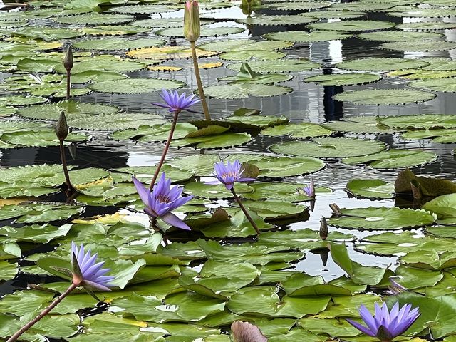 Lotus Pond in Singapore?!