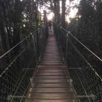 Healthy tour in Lamington National Park 